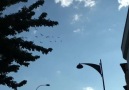 Şıhcanda kuşların akşam voltası Gaziantep. . . Video @m.zekigunay. . .