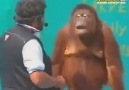 Sihirbazla Beraber Pek Sevimli Sihir Gösterisi Yapan Orangutan