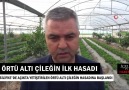 Silifkede Kış Ortasında Çilek Hasadı