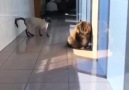 Silopi page - Kedi kendine resmen saldırı taktiği...