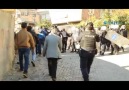 Silvan'da polisler vekillere cop ve gazla saldırdı