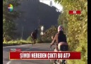 ŞİMDİ NEREDEN ÇIKTI BU AT