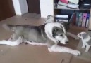 Şimdinin gençliği hep böyle