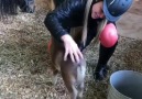 Simply Horses - Cuteness alert &