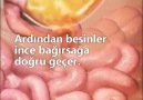 Sindirim işte böyle çalışır