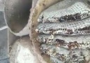 SINIRLI ÜRETİM SINIRLI STOK Yeni... - Balkusan Köyü Arı Çiftliği