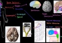 Sinir sistemi yapısı-Khan Academy