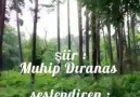 Sinop - Sinoplu şairimiz Ahmet Muhip Dıranas anısına