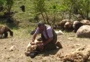 Şırnak Dağkonak köyü(Nerex)Koyun kırpma ...
