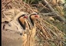 Şırnak silopi bespin hayat sayfası le 1 octobre 2016