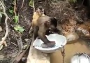 Sırtında yavrusuyla bulaşık yıkayan maymun :)