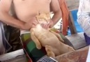 sırt masajı yaptıran kedi :)