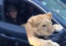 Sir your lion is eating your side mirrors!