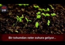 Sitare - Babanın rolü..Hayati İnançHayati İnanç