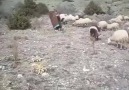 Şivan bilrvan.. Guhdar xweş be Hevalno.
