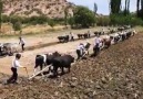 SivasGürün - Mazota son gelen zamdan sonra çiftçilerin hali
