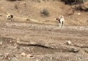 SİVAS Kangal Köpeği