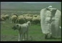 Sivas Kangal Köpeği Belgeseli