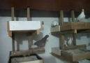 Sivas Kumru Güvercinleri