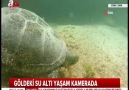 Sivas Valiliği - Her bir yerinde eşsiz güzellikler barındıran Sivas&Zara Tödürge Gölü&yaşayan canlılar su altında görüntülendi.