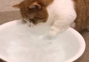 Sıvı mekaniğini çözmeye çalışan kedi