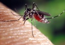 Sivrisineğin Damardan Kanemişi Görüntülendi (DAMARI BOŞALTIYOR)