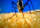 Sivrisineğin damardan kan emmesi ilk kez görüntülendi