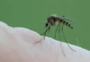 sivrisineğin insan vücudündan kan emme anı kamerada
