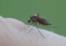 Sivrisinek Kanımızı Nasıl Emer?