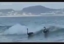 Siyah Kuğuların Sörf Keyfi