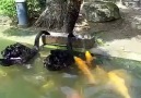 Siyah kuğular koi balıklarını böyle besliyor