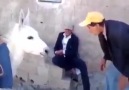 Sizce Hangisi eşek D