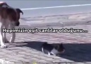 Sizce köpek kediye zarar vermeye mi çalışıyor?