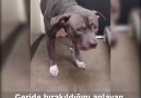 Sizce köpeklerin en iyi dostu gerçekten insanlar mı