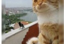 Sizce ne hakkında konuşuyorlar ... - Reflex Kedi & Köpek Maması