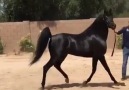 Sizden Gelenler. ... - Satılık Arap Atları