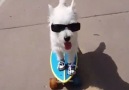 Skater puppy