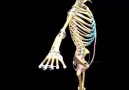 Skeletal System - Physiotherapy Foundation Of Bangladesh
