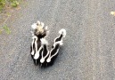 Skunk family meets a cyclist. Don't Move!