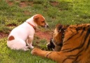 sky and panjo eating again the bravest jack russle in the world