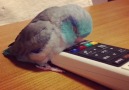 Sleeping Bird Loses His Remote