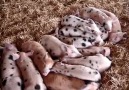 Sleeping piglets