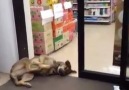 Sleepy Dog Won't Move For Automatic Door