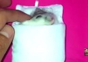 Sleepy Hamster