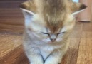 Sleepy kitten. Much wow such cute! @catterygreycat