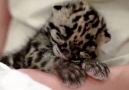 Sleepy leopard kitten