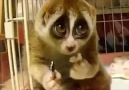 Slow Loris Eating A Rice Ball  天生的反应迟钝