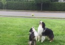 Slow Motion Dogs For The Win