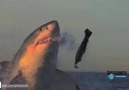 Slow Motion Köpek Balığının Avını Yakılaması