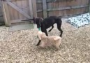 Slow motion tug of war with Doug and Lulu!